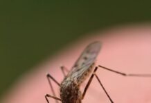 मानसून में जल-मच्छर जनित रोगों का बढ़ा खतरा, स्वास्थ्य विभाग ने जारी की एडवाइजरी
